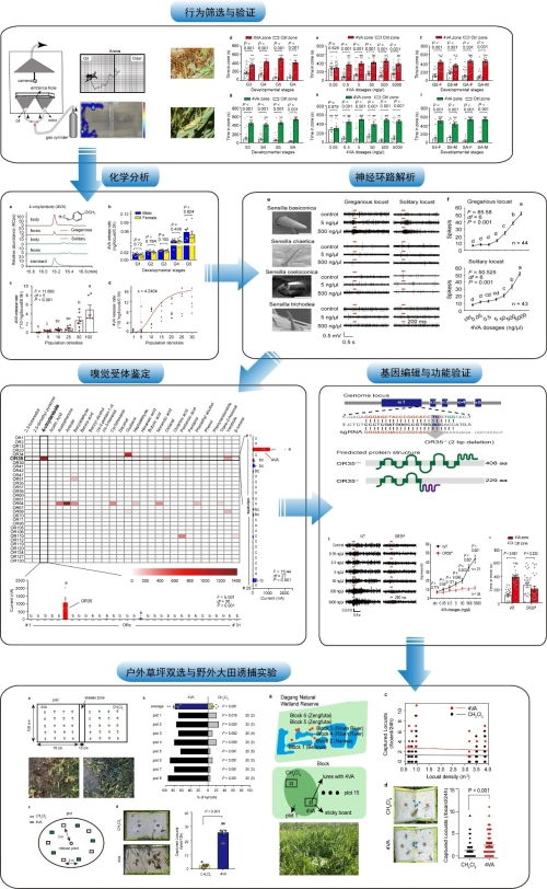 動物所揭示蝗蟲聚群成災的奧秘